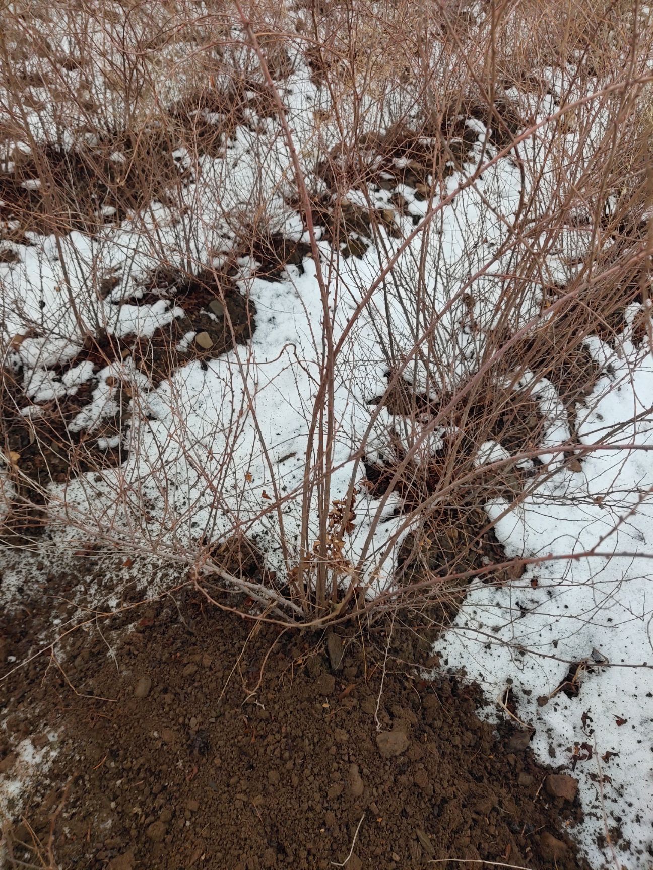 珍珠绣线菊 观赏喷雪花绿植 冬季干枝遇水开花 庭院绿植