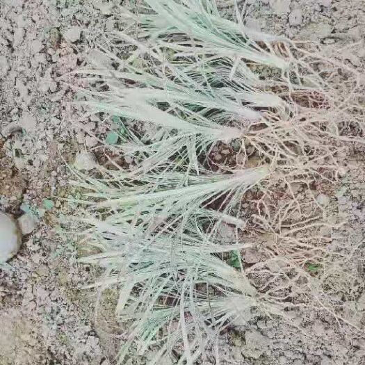 东莞市银边草