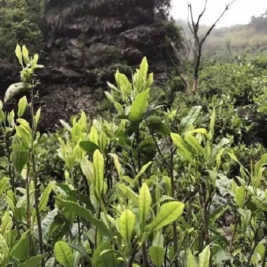 武宁县新白茶  自家后山上的高山清茶茶叶，马上就要摘第一批茶啦！要的联系我