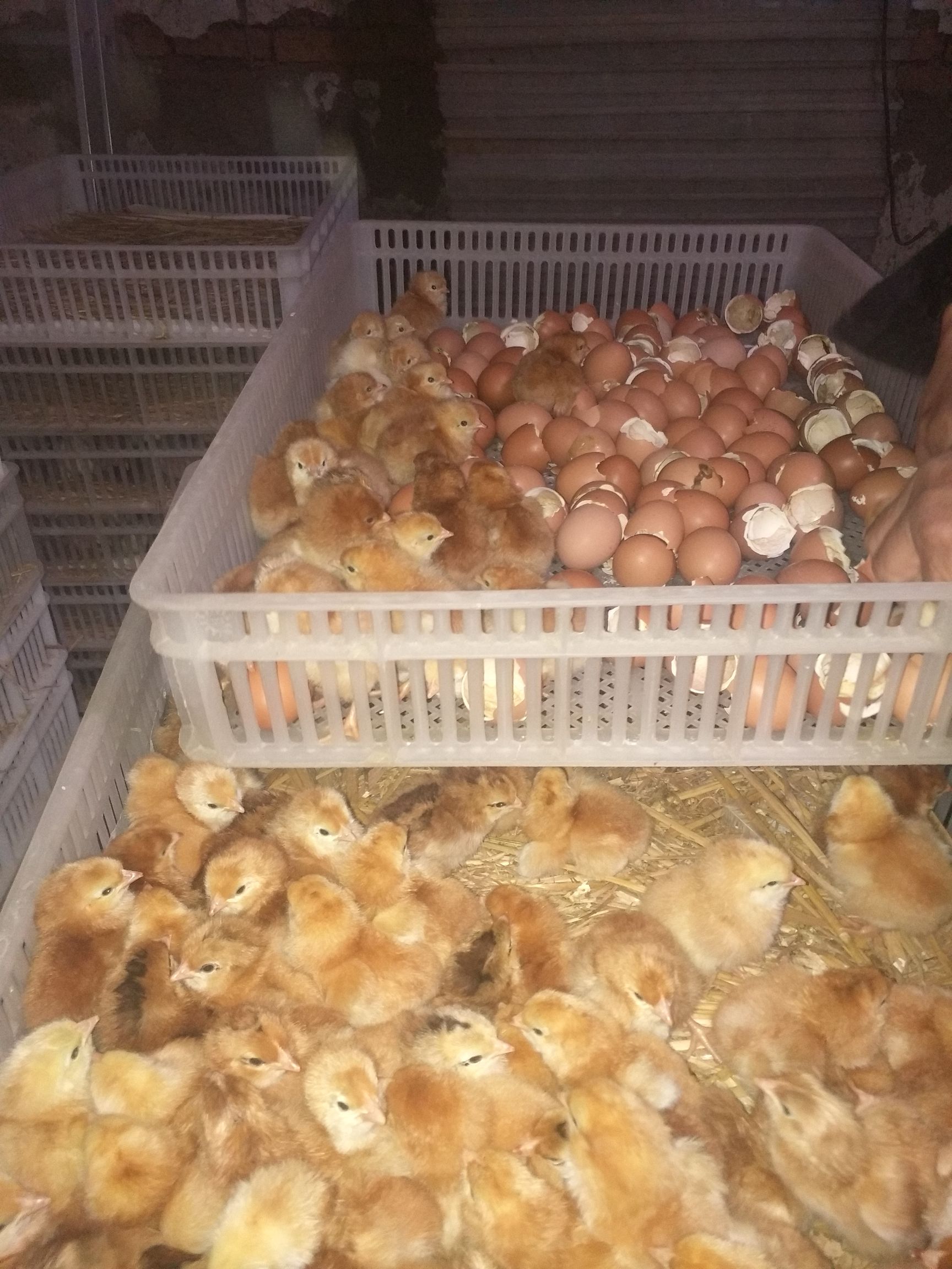 鸡种蛋  红玉种蛋，九斤黄种蛋，红玉新品种佳红种蛋