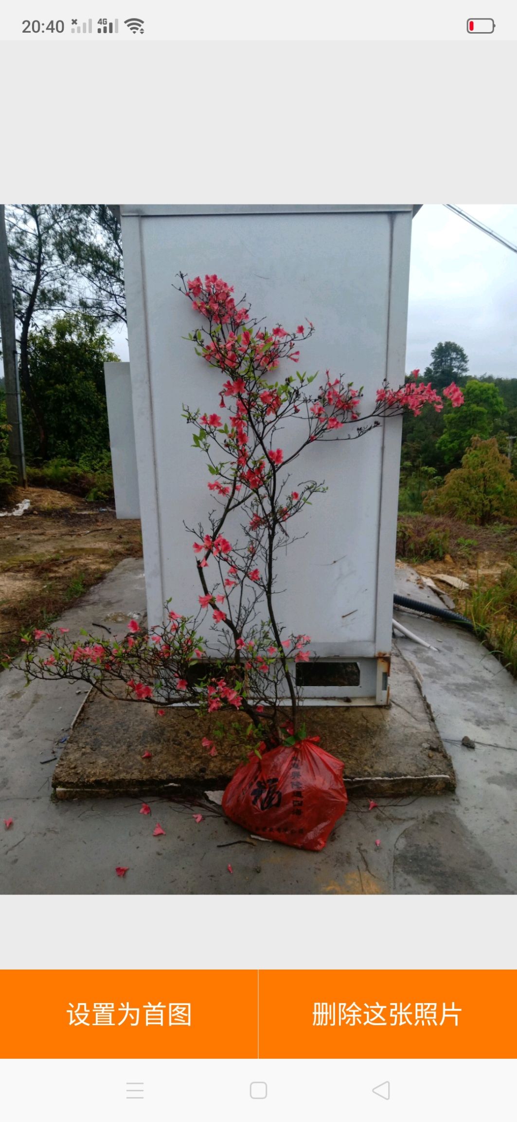 高山杜鹃 国旗红映山红、秀雅映山红、粉红映山红、黄花映山红等大小苗