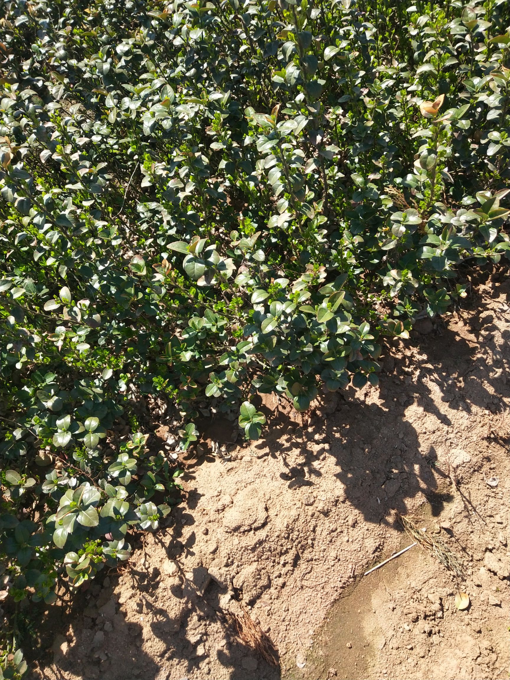 自己苗圃优质扶芳藤，三分枝，质量保证