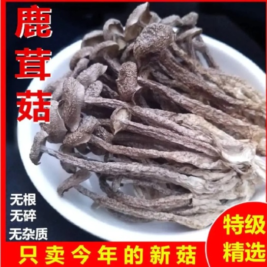 古田县鹿茸菇干货十斤装鹿茸菌特级鹿茸菇煲汤食材干锅食用菌菇野