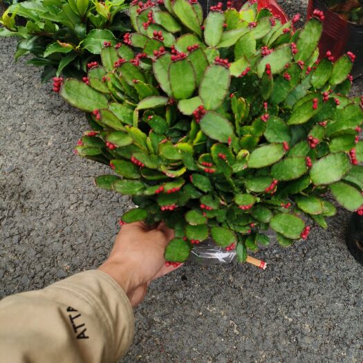 漳平市精品三月红蟹爪兰产地批发直销量大优惠，原土原盆装