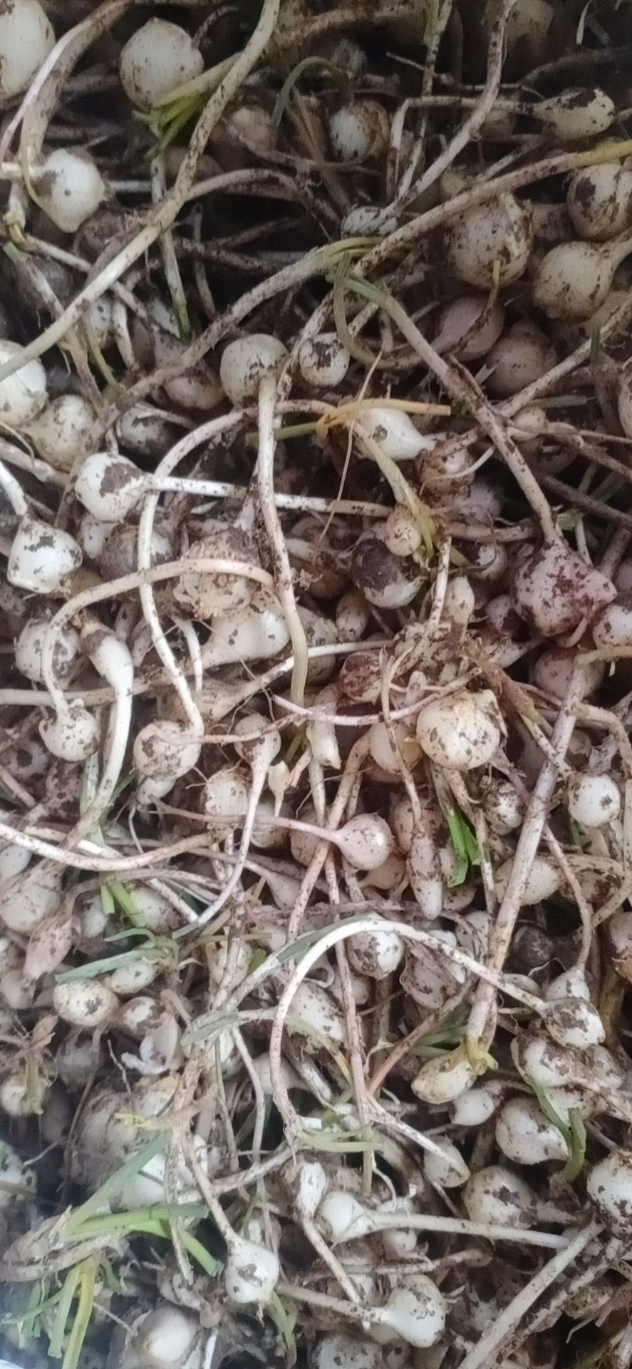 野蒜  小根蒜小蒜小根菜