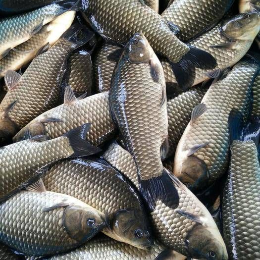 供应鲫鱼，鲫鱼各种规格鲫鱼供应，产地直购