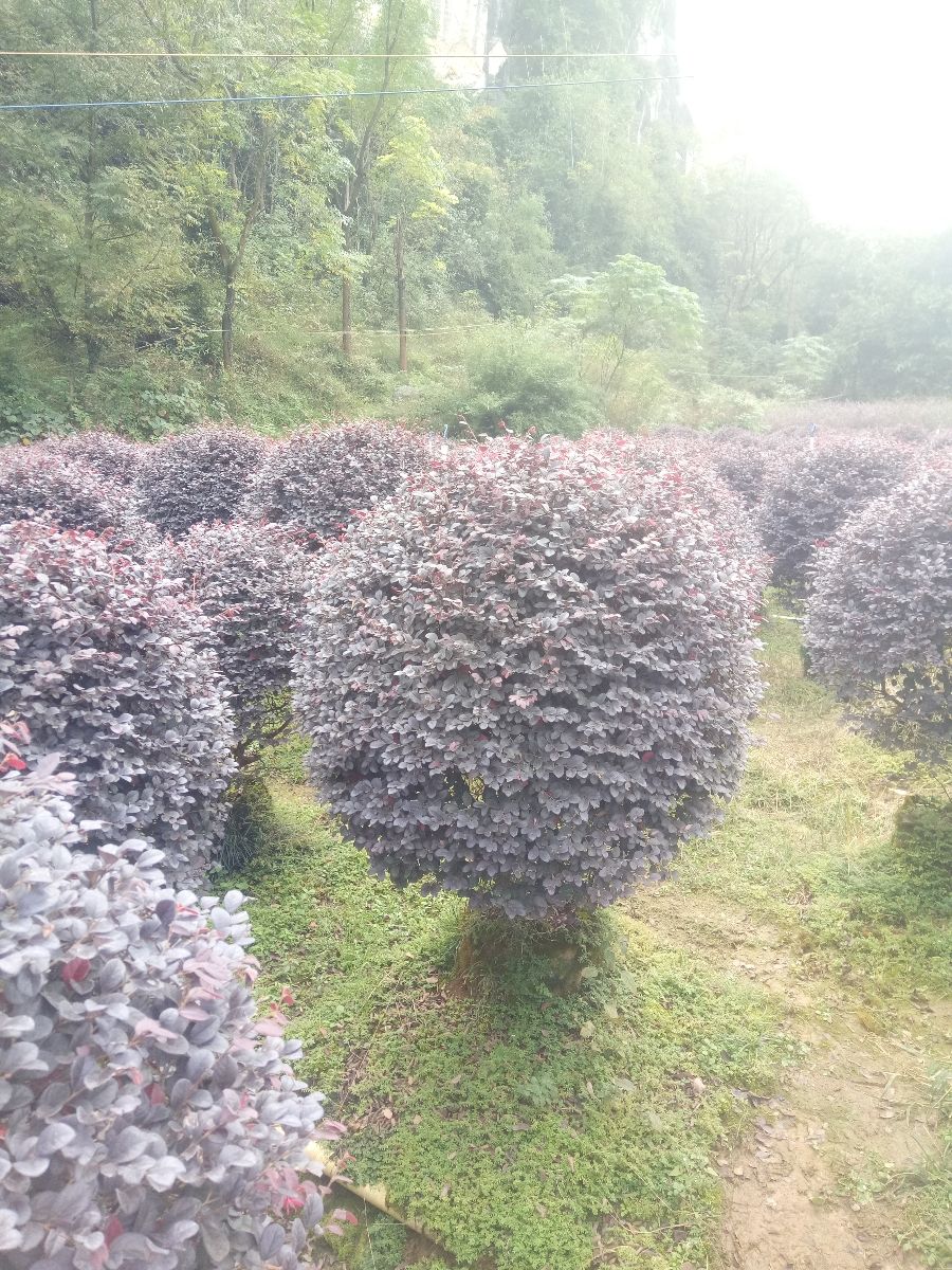 黑珍珠红继木  红继木