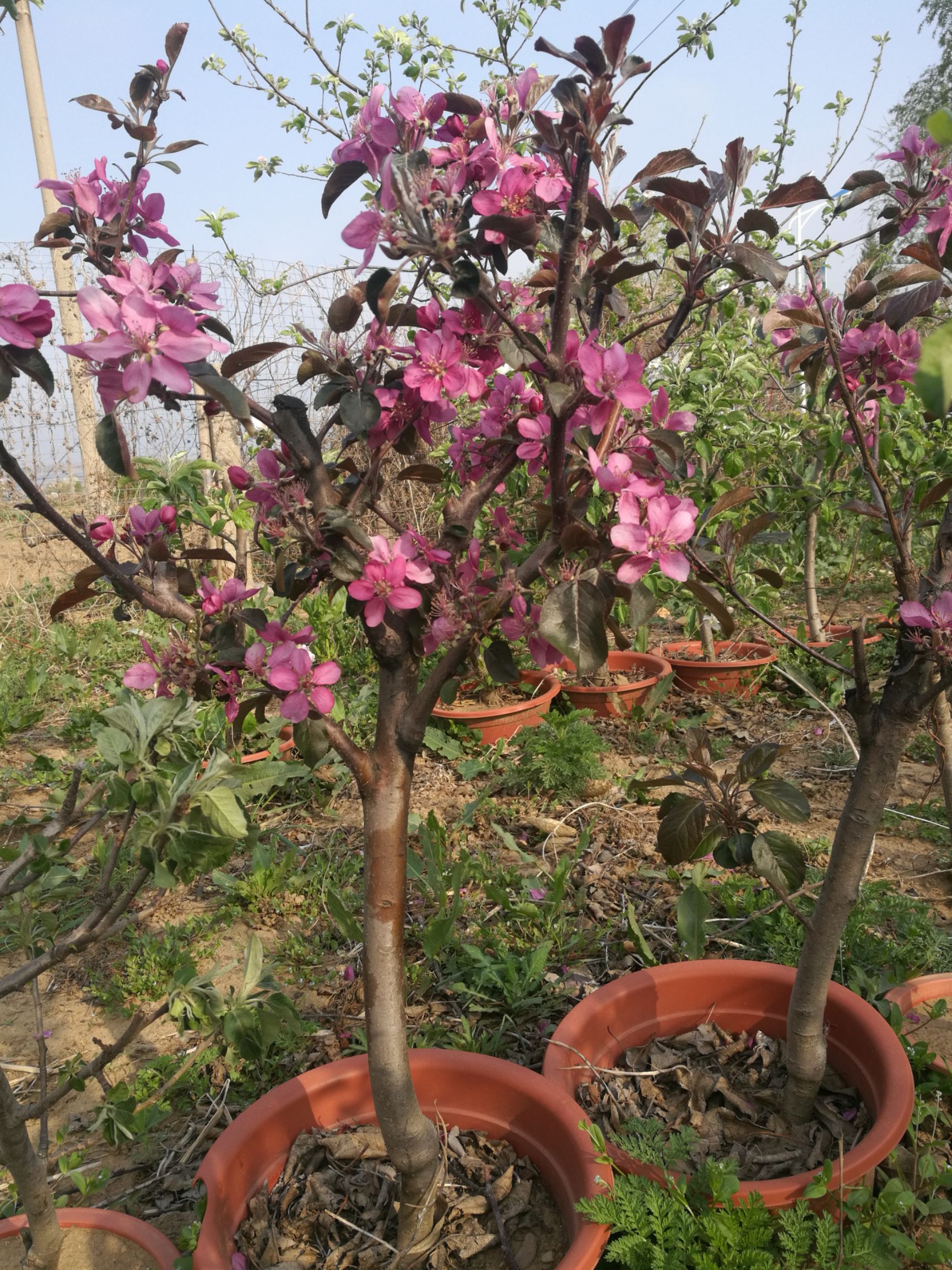 寒富苹果树苗 苹果盆景