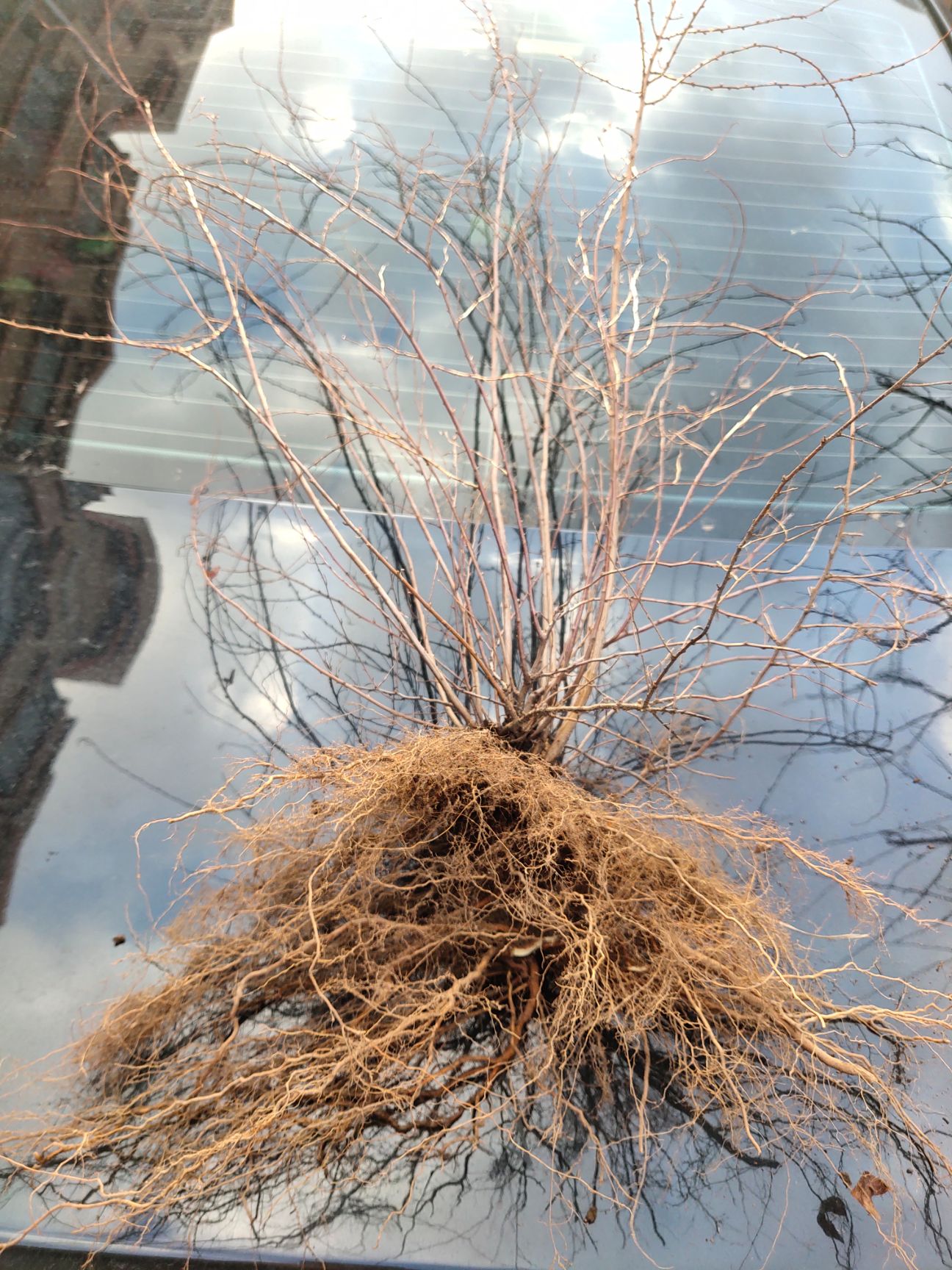 珍珠绣线菊 观赏喷雪花绿植 冬季干枝遇水开花 庭院绿植