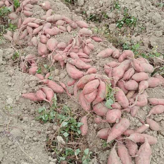 大叶红，西瓜红，精品沙地红薯，十五天后大量陆续上市，需要提前