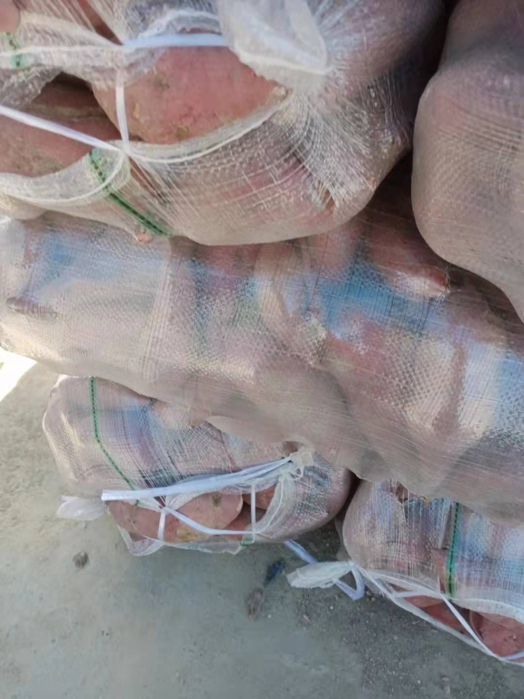 广东 西瓜红加工薯，三两起步，个头大，品质好，成品率高，需要