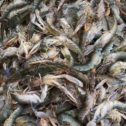 北海龙虾 海虾，狗虾，活虾，冰鲜