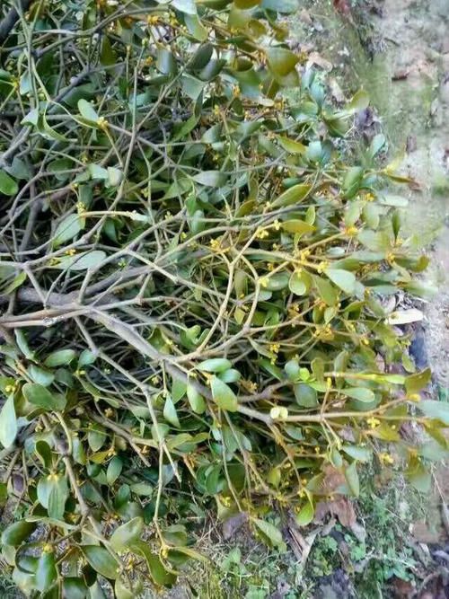  核寄生品质好干度到均片