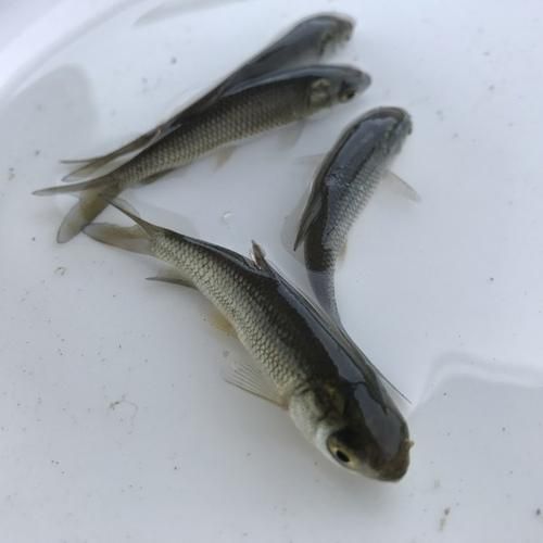 供应鲫鱼，鲫鱼各种规格鲫鱼供应，产地直购