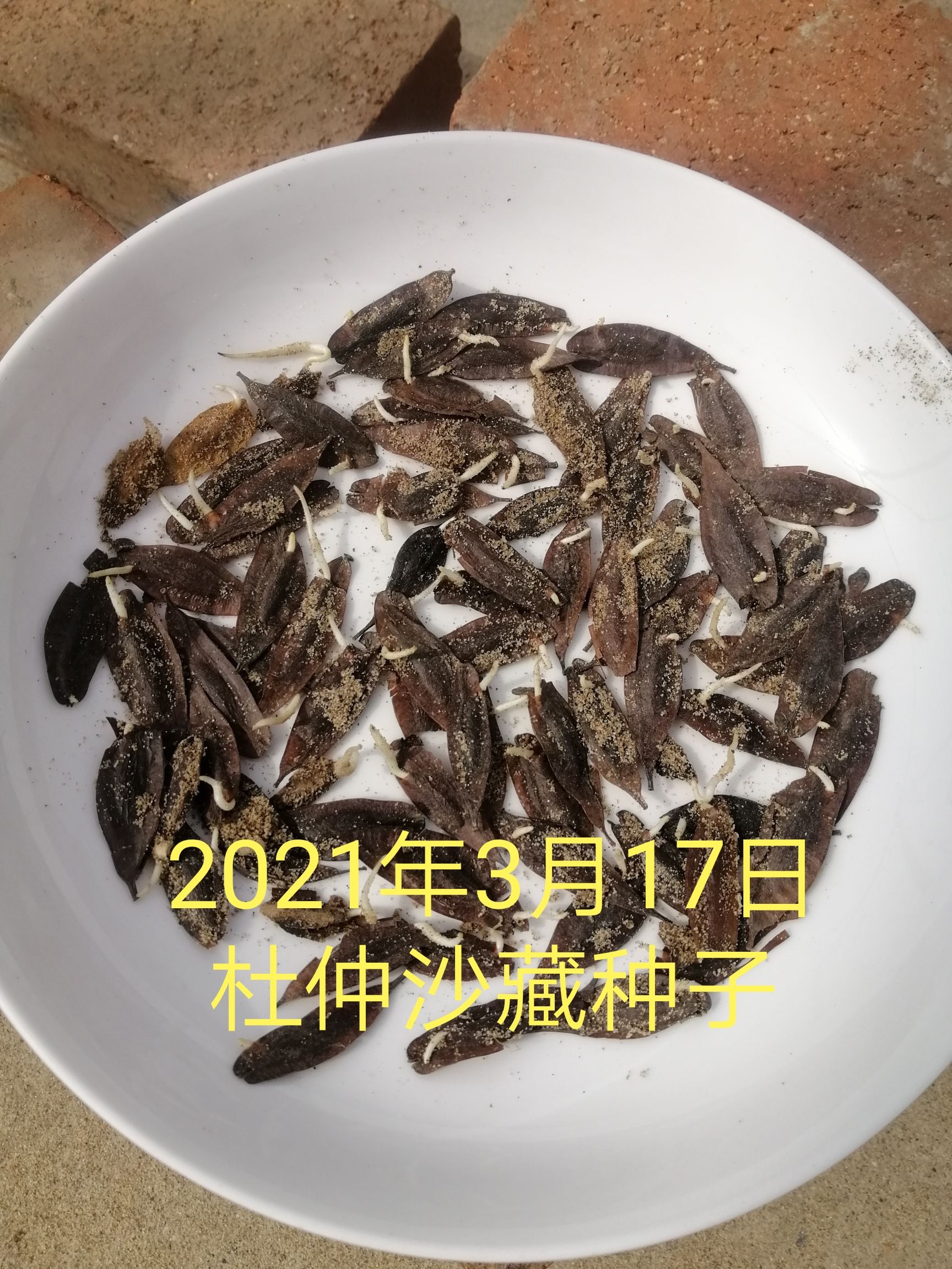 杜仲种子，沙藏