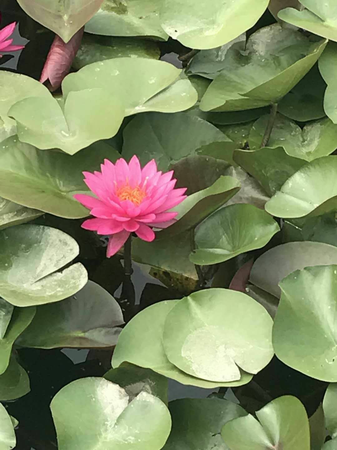 出售，荷花，睡莲，芦苇，千屈菜，人工浮岛，美人蕉，黄昌蒲……