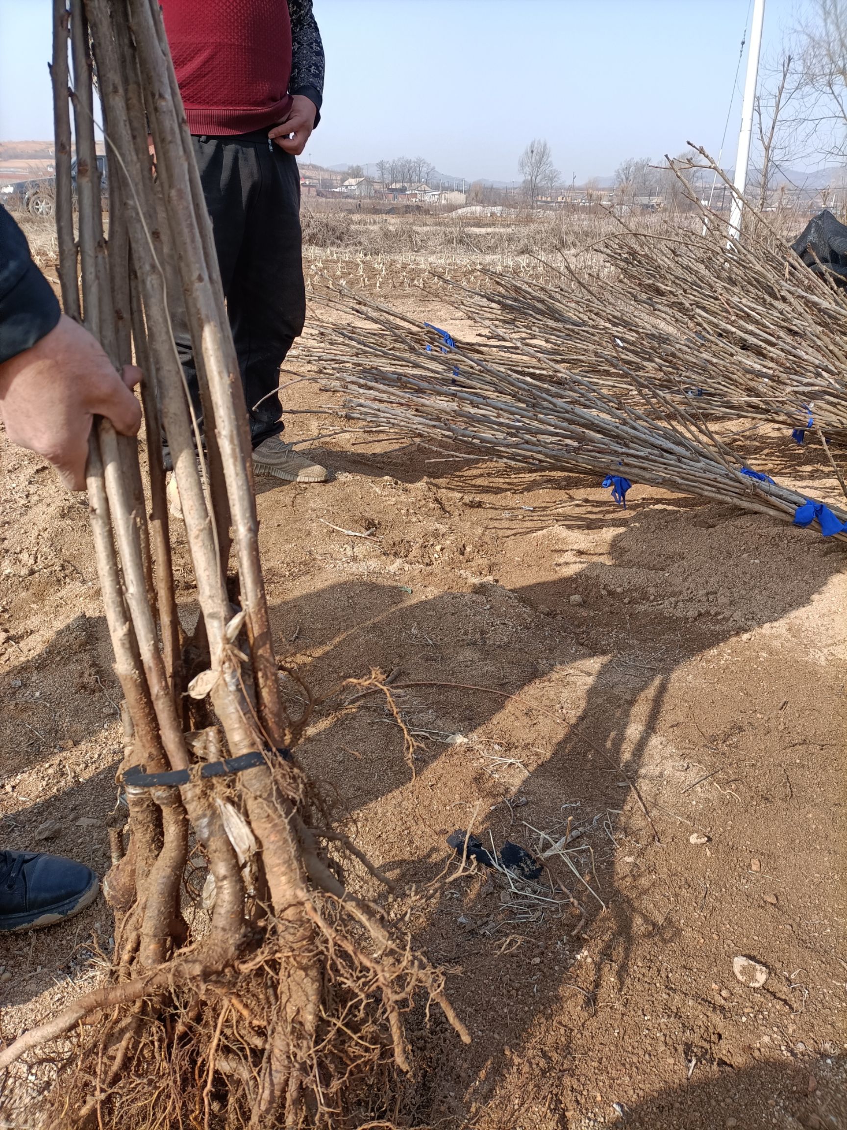 沙王樱桃苗 沙王，俄8樱桃苗