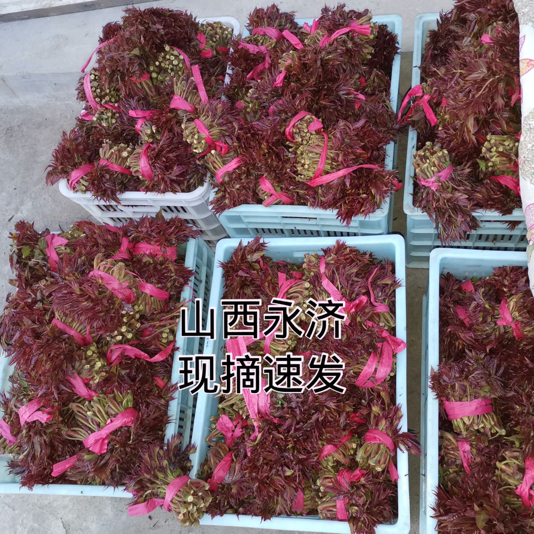 【支持一件代发】山西永济韩阳红油香椿