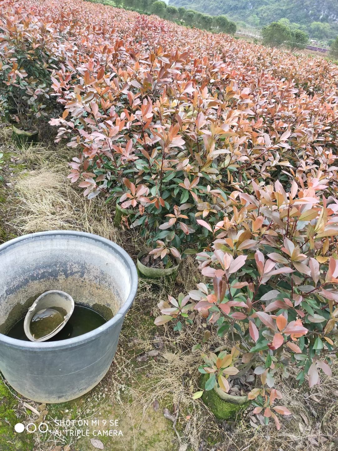 高杆红叶石楠  红叶石楠自己家种的