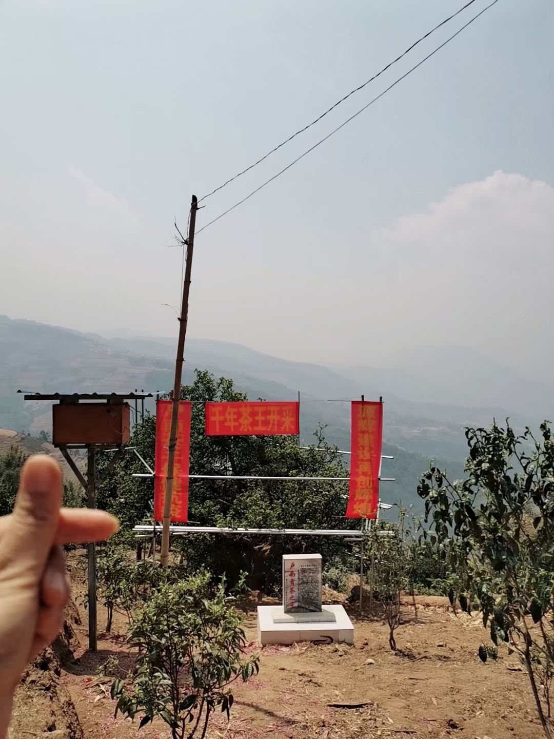 古树茶 云南高原土司贡茶