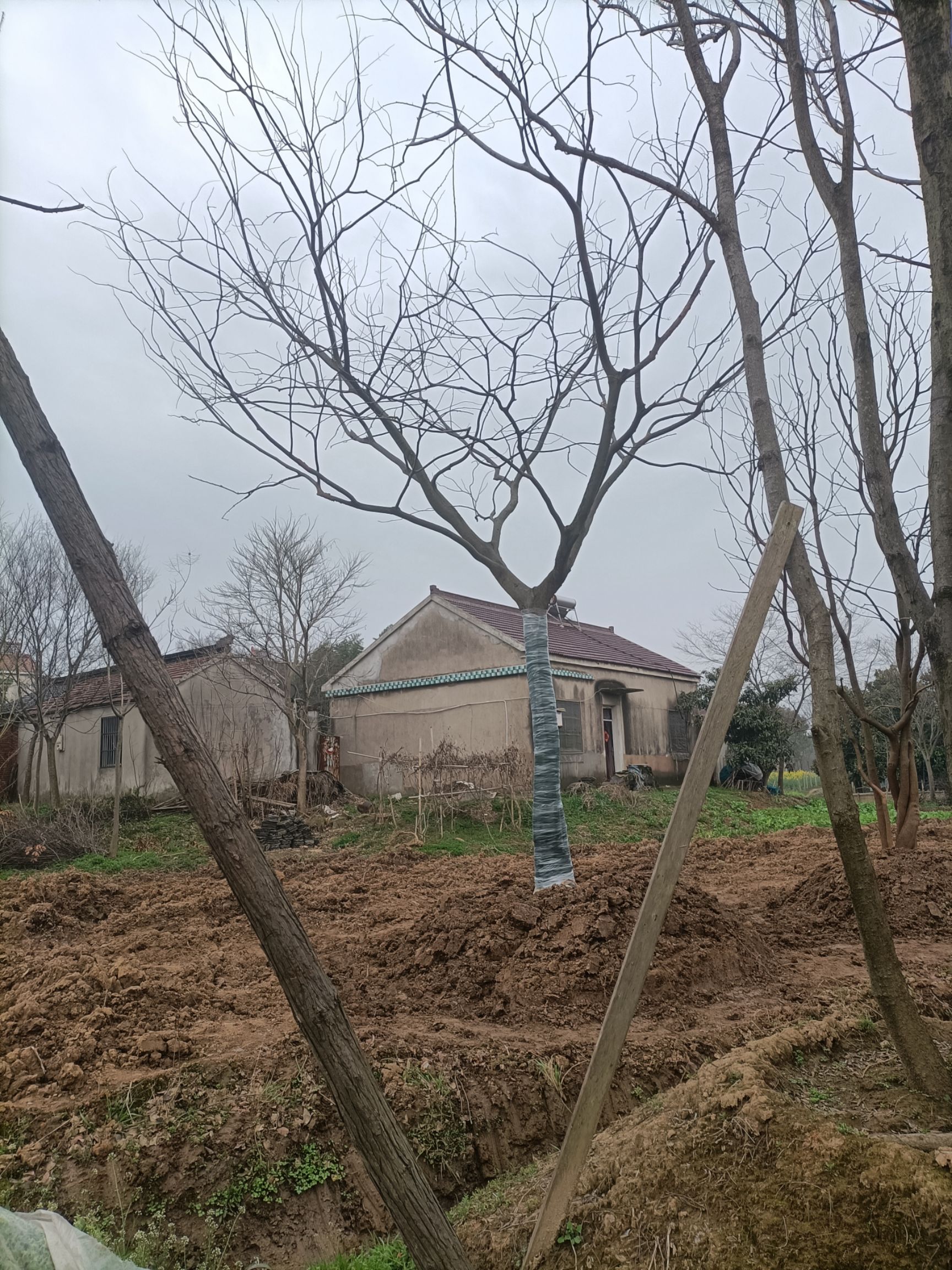 滇朴 单杆朴树，14-45公分