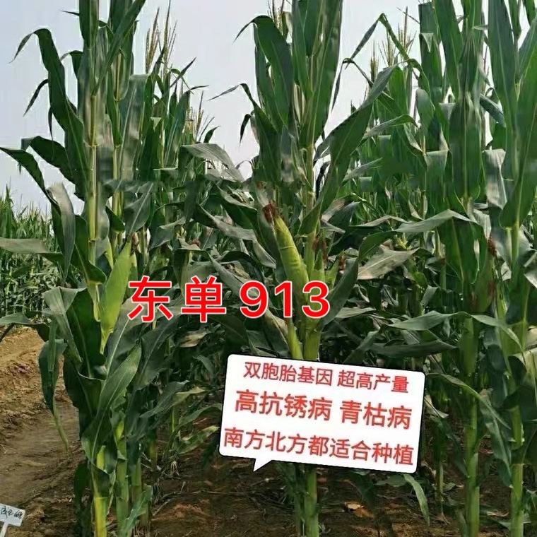 玉米种子  2600斤干粒高产量玉米种，高抗高产，抗逆性强