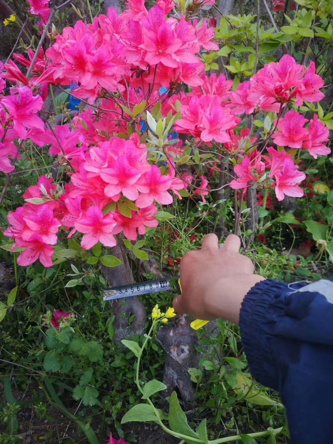高山杜鹃 国旗红映山红、秀雅映山红、粉红映山红、黄花映山红等大小苗