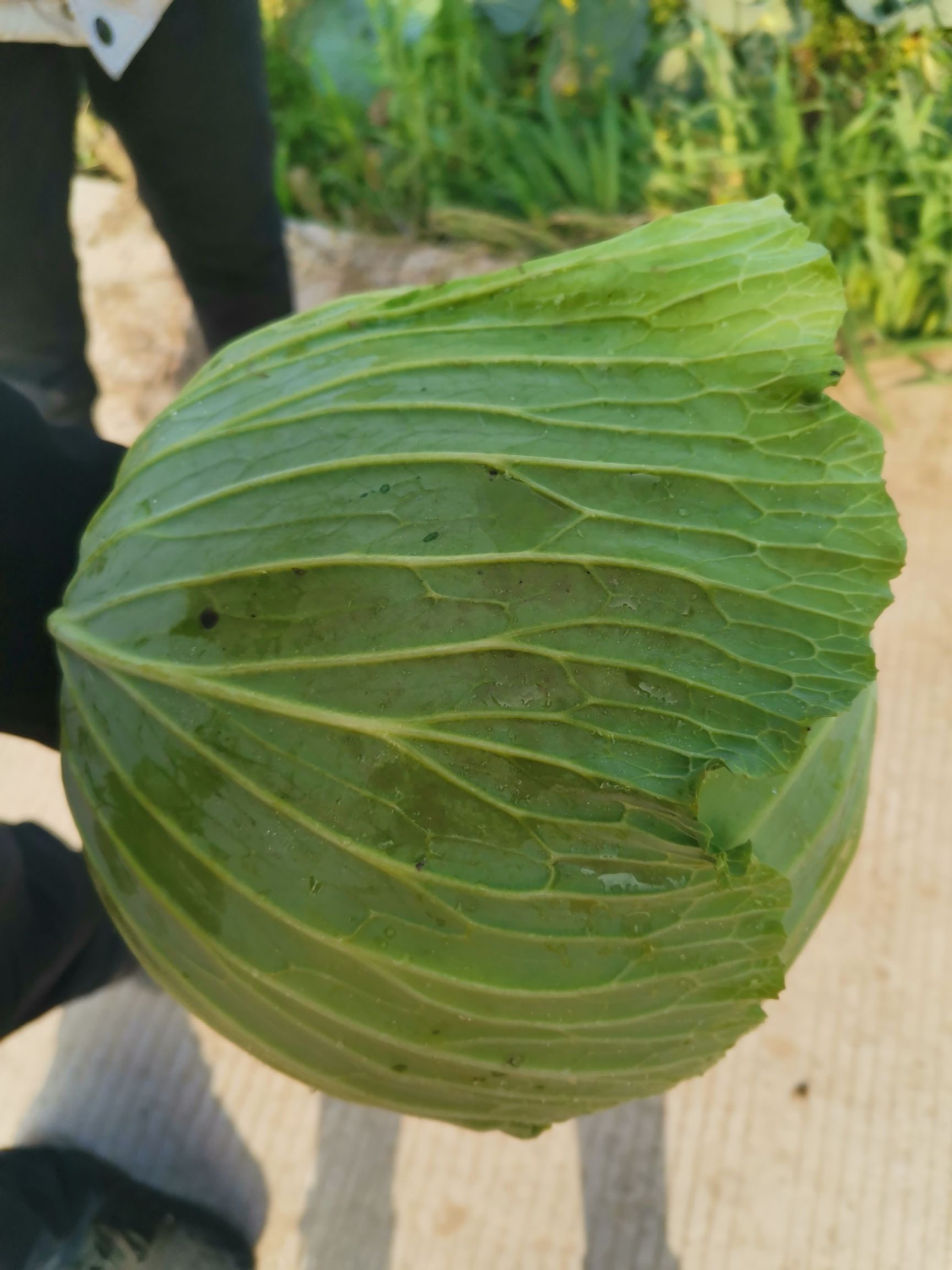 绿包菜  新菜苗（绿春）扁包刚刚上市质量扛扛的