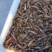 洪湖市小龙虾苗  洪湖市螺山镇小龙虾养殖基地