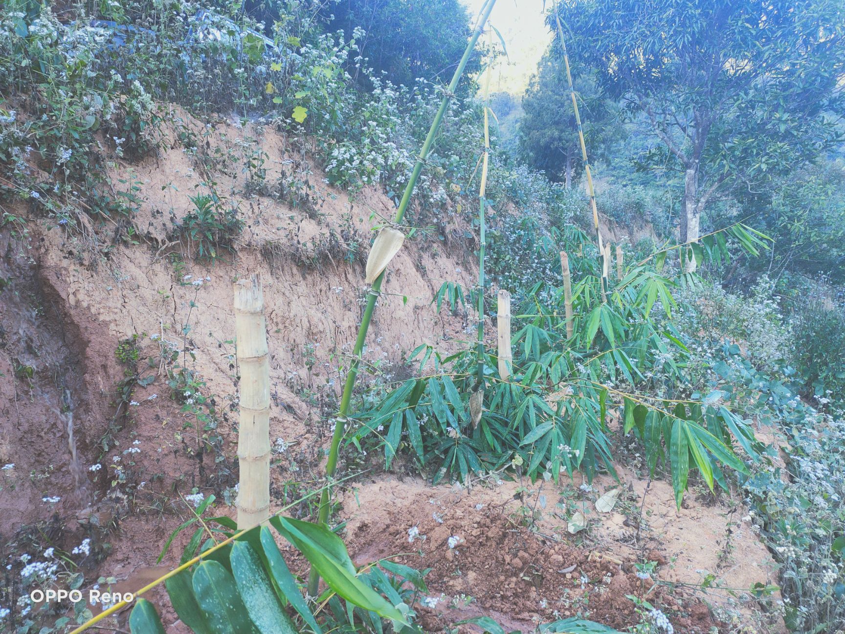 澜沧江边山地可退耕还林！四季无霜可租可转！还剩35年！