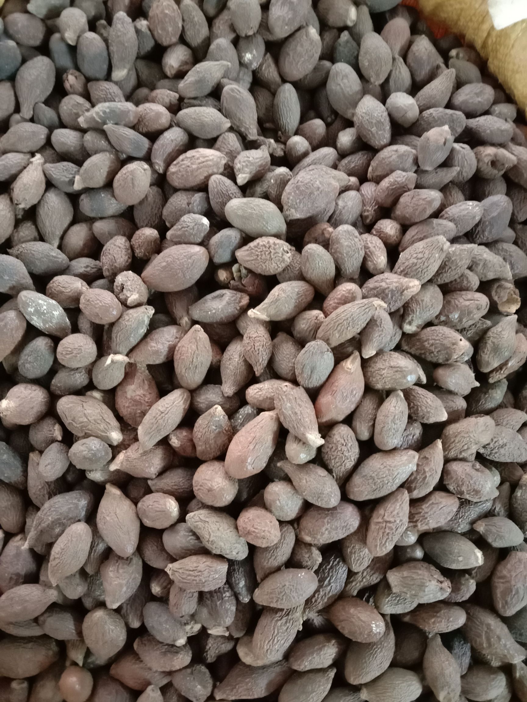 大海子  胖大海