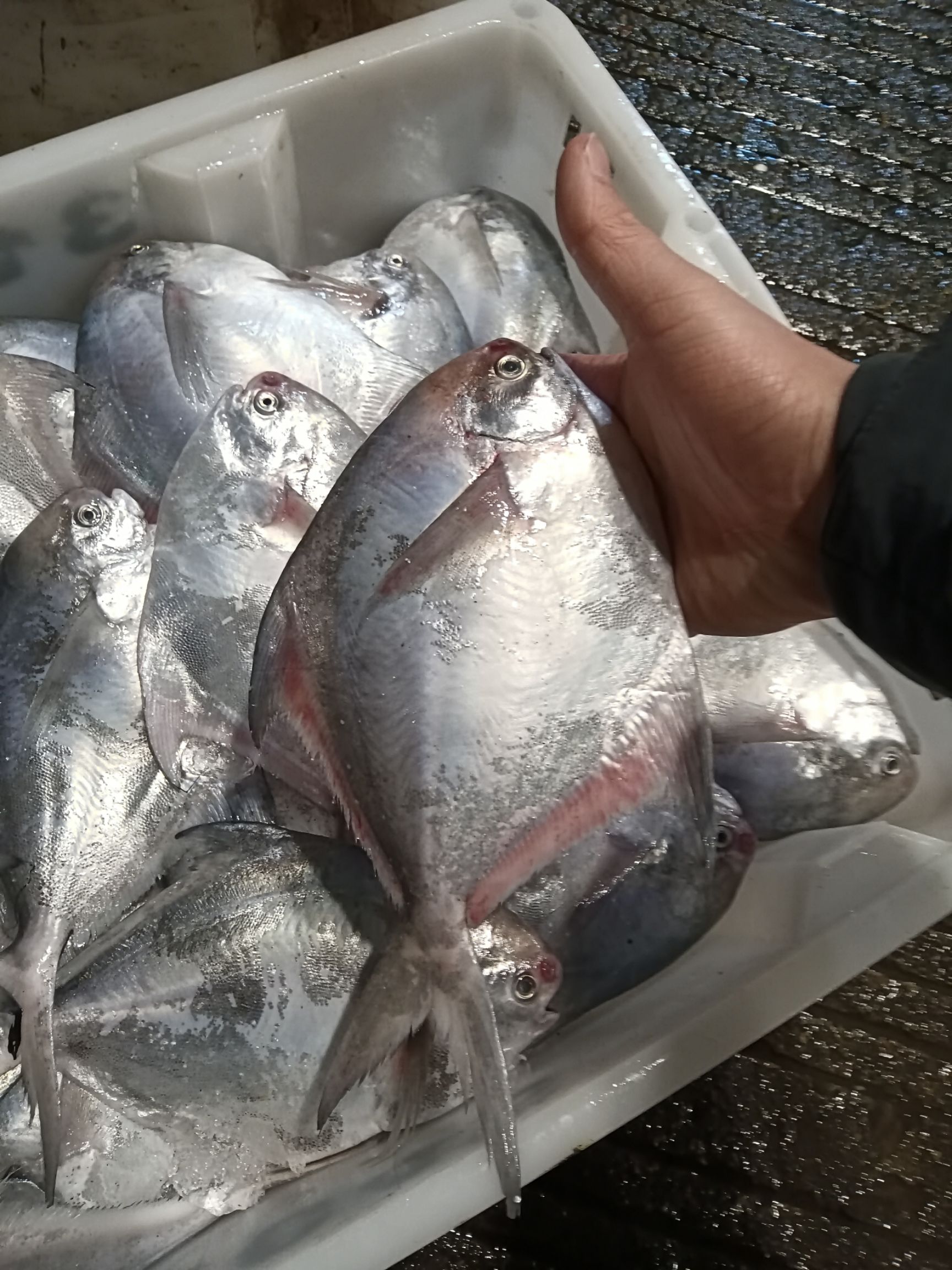 白鲳鱼 全磷鲳鱼，新鲜货