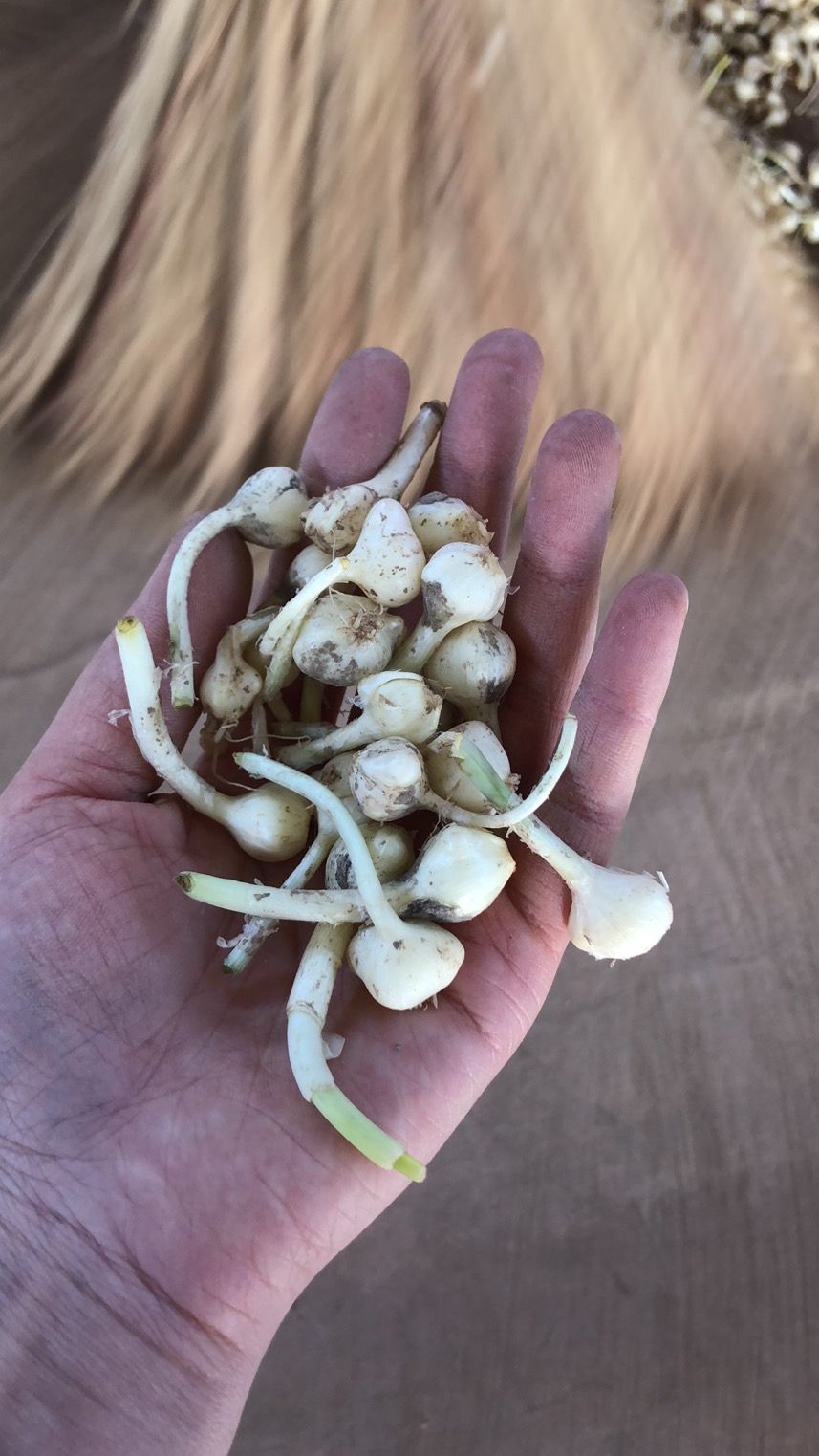 野蒜  小根蒜小蒜小根菜