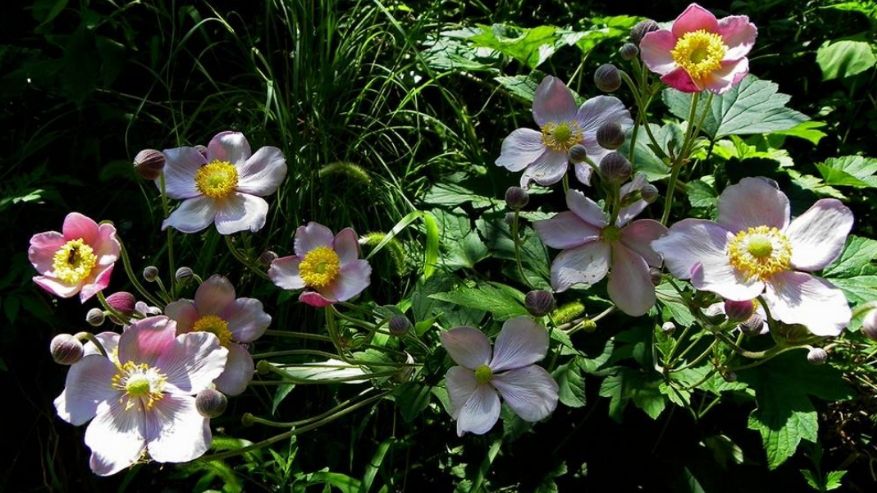 棉花苗  野棉花种苗    现挖现发