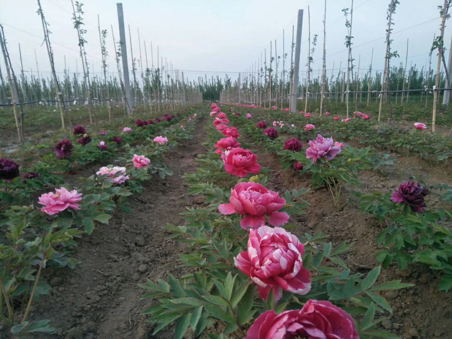 观赏牡丹  精品嫁接苗分株苗，菏泽基地直销，现要现挖，重瓣花