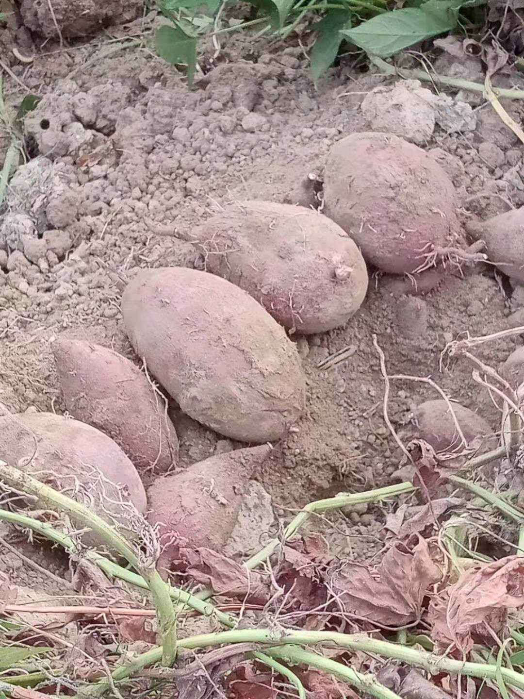 大叶红，西瓜红，精品沙地红薯，十五天后大量陆续上市，需要提前