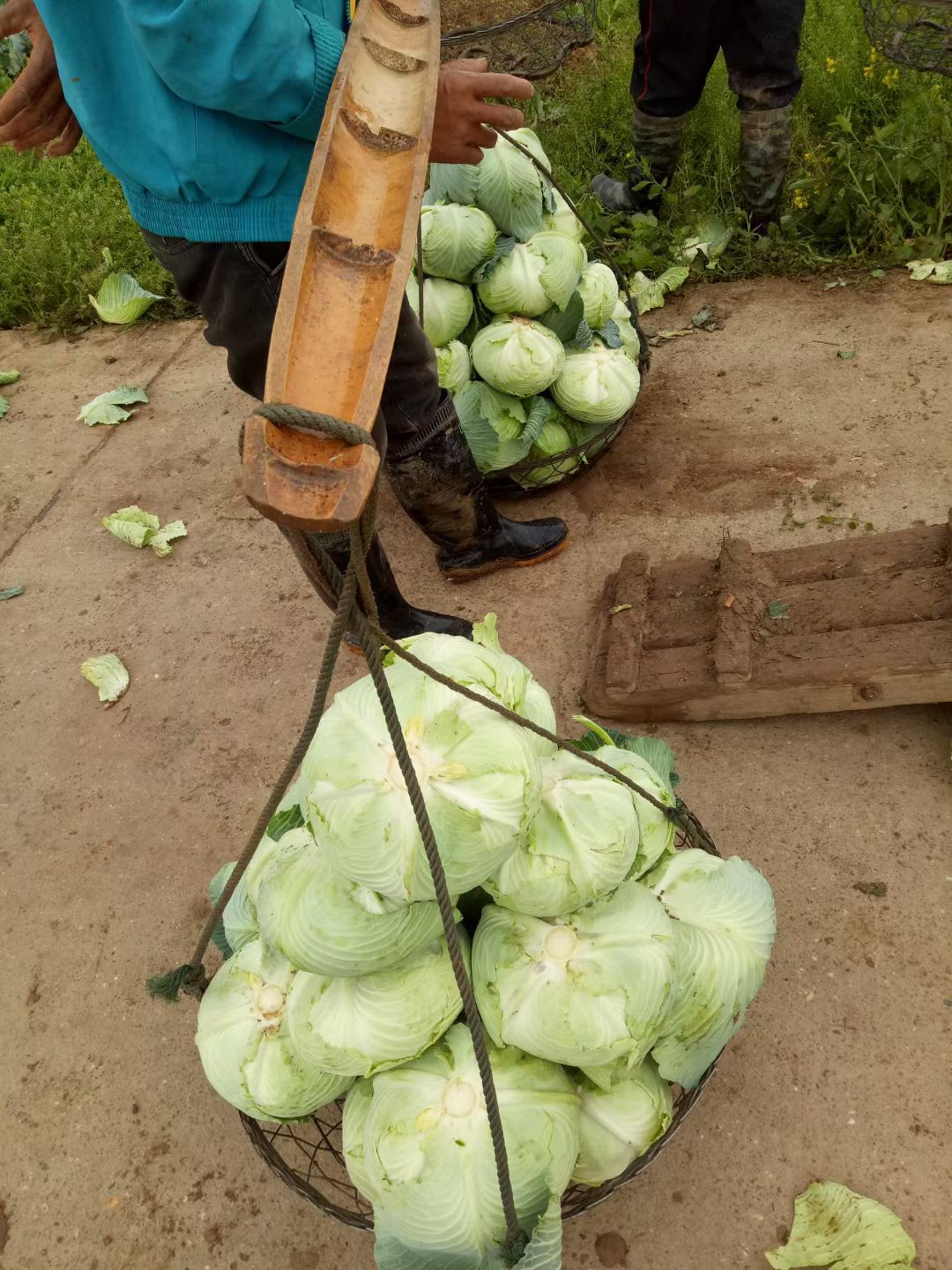 绿包菜 湖南省岳阳市君山区 3.0~3.5斤 