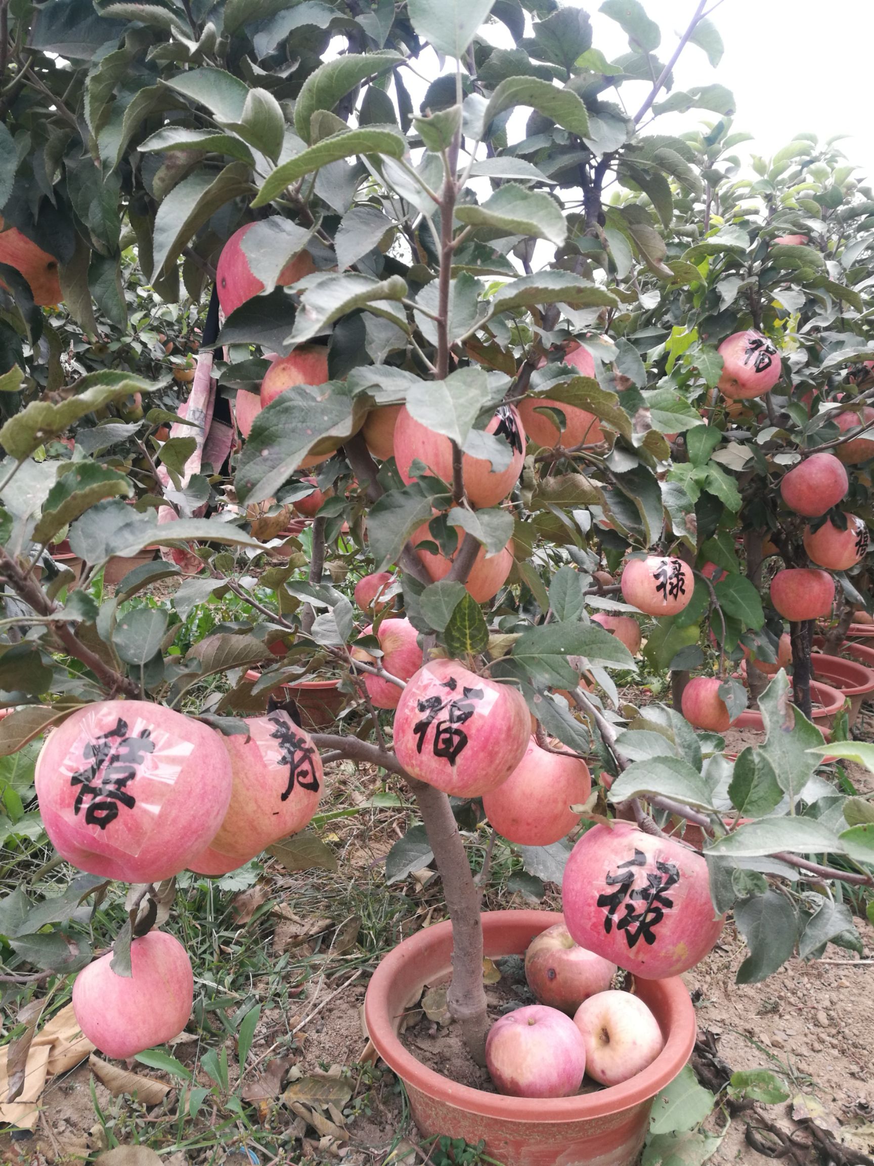 寒富苹果树苗 苹果盆景