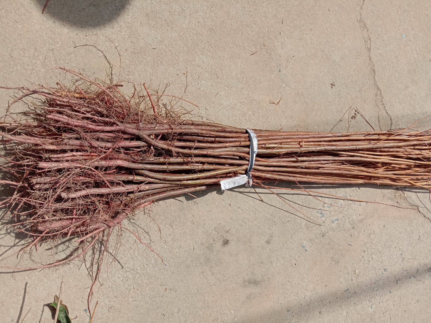 落羽杉一年小苗 高度1.2米以上 粗1公分 大小规格齐全