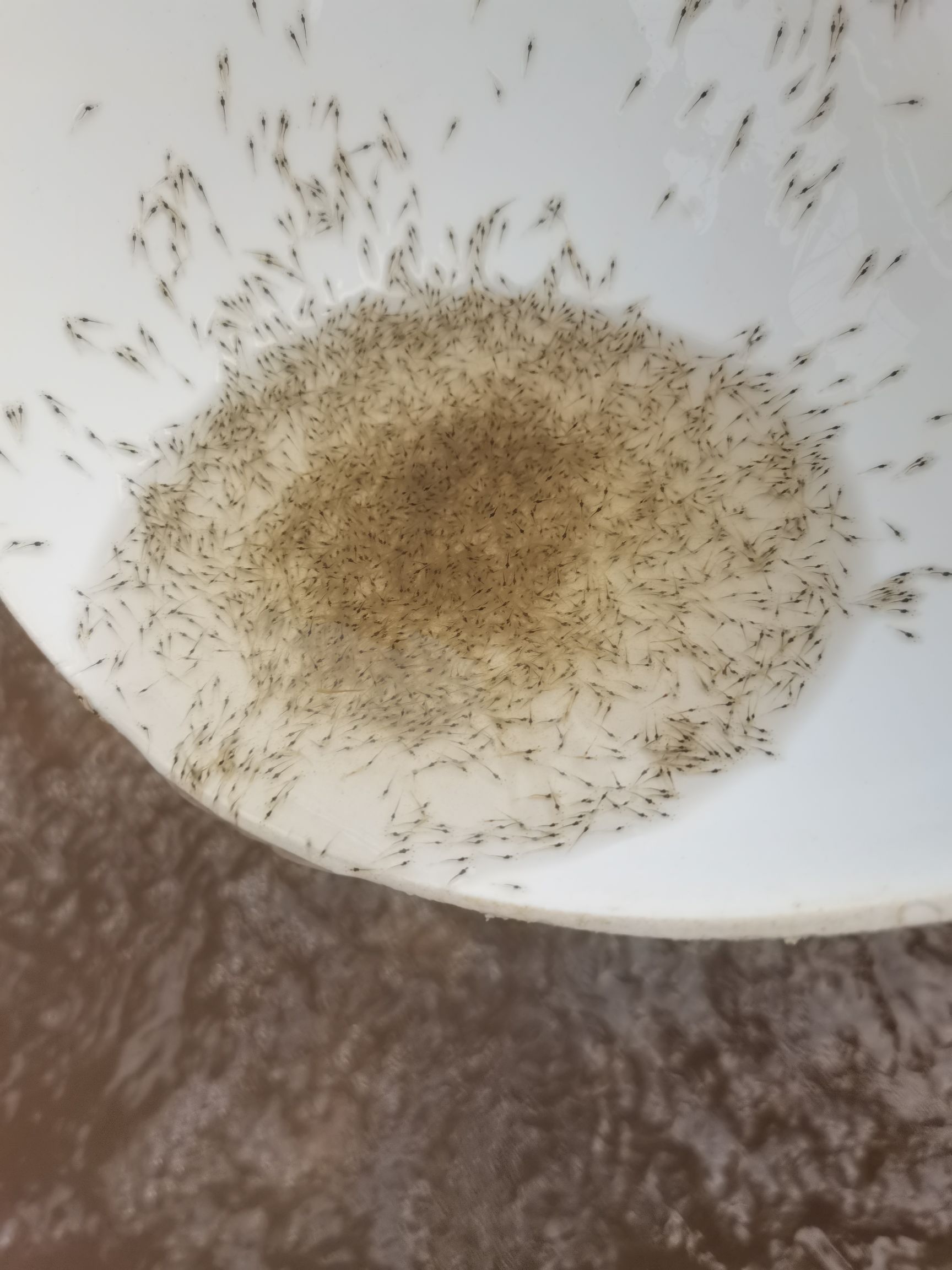  种苗，南美白对虾苗，罗氏沼虾苗，大闸蟹苗