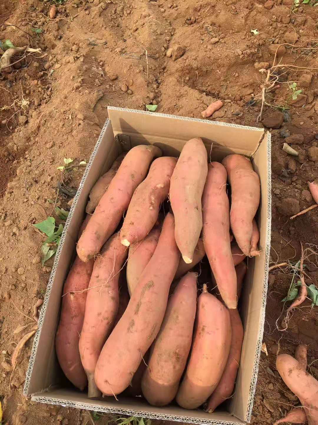 精品红薯，济薯26，加工薯，电商薯，品质好，价格优，长年供应