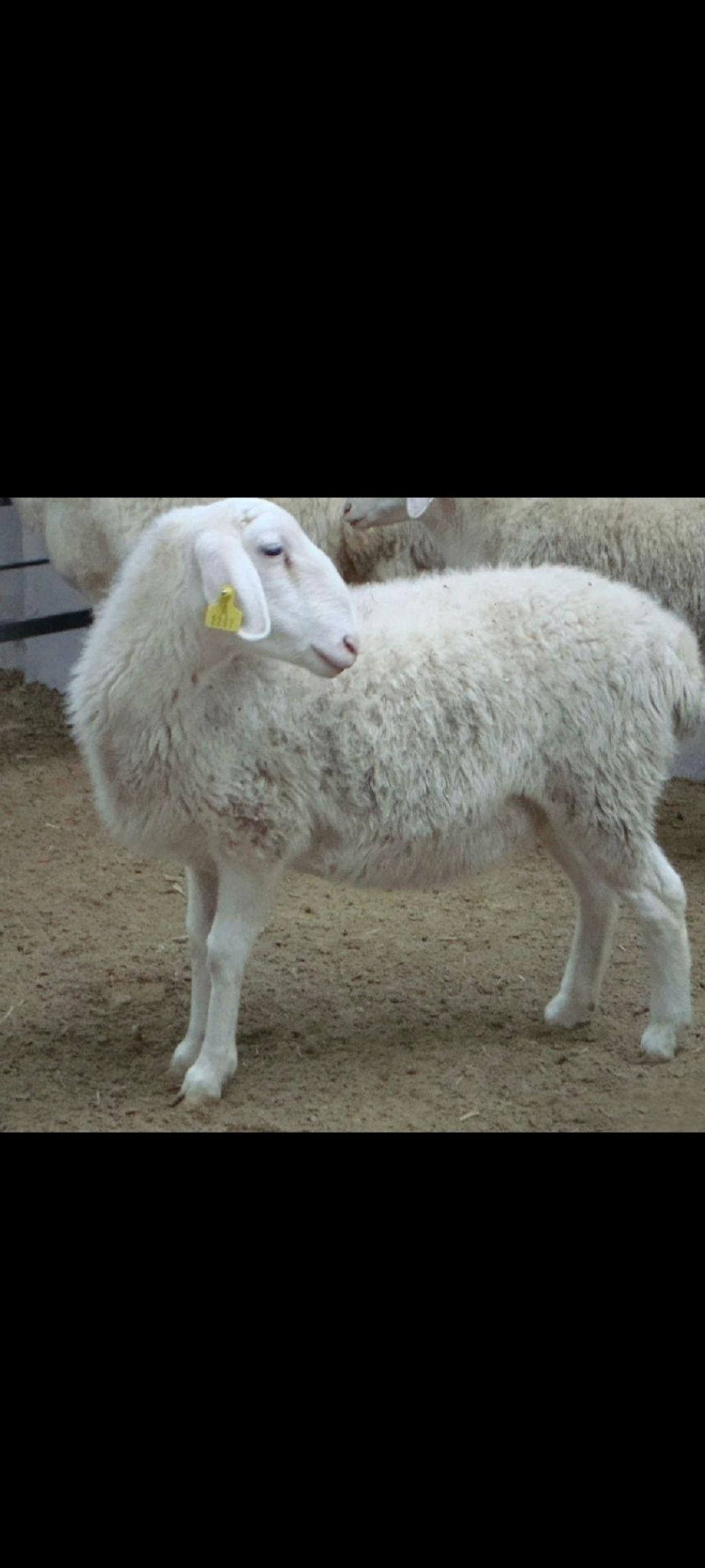 绵羊 纯种湖羊头胎怀孕母羊全国包邮可视频一对一进行选购