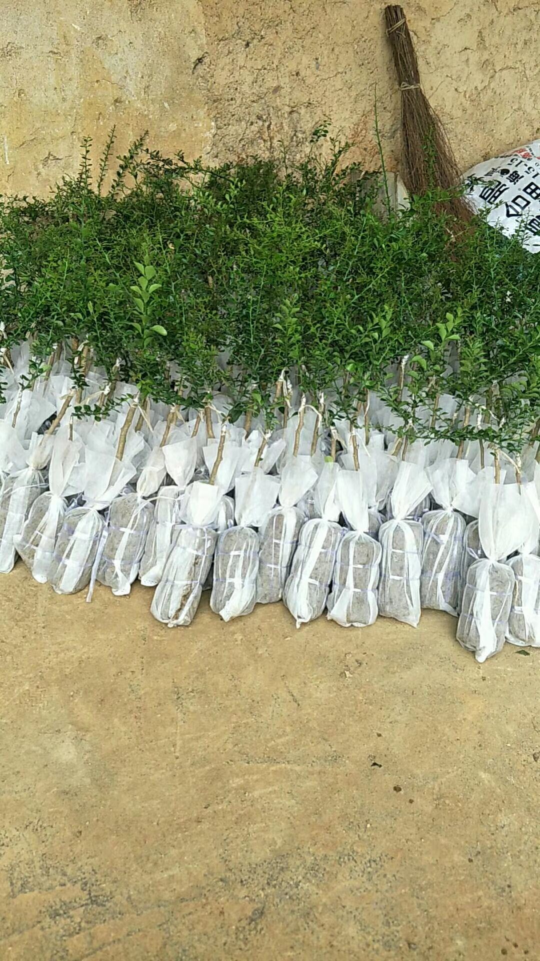 柠檬苗  苗圃包邮直销手指柠檬嫁接苗 带土带叶发货