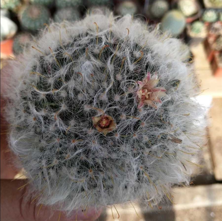 仙人球【高砂】