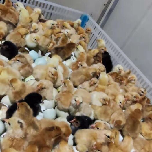 枣阳市 出售优质土鸡苗皖南黄土鸡苏禽一代 淮南王五黑一绿芦花