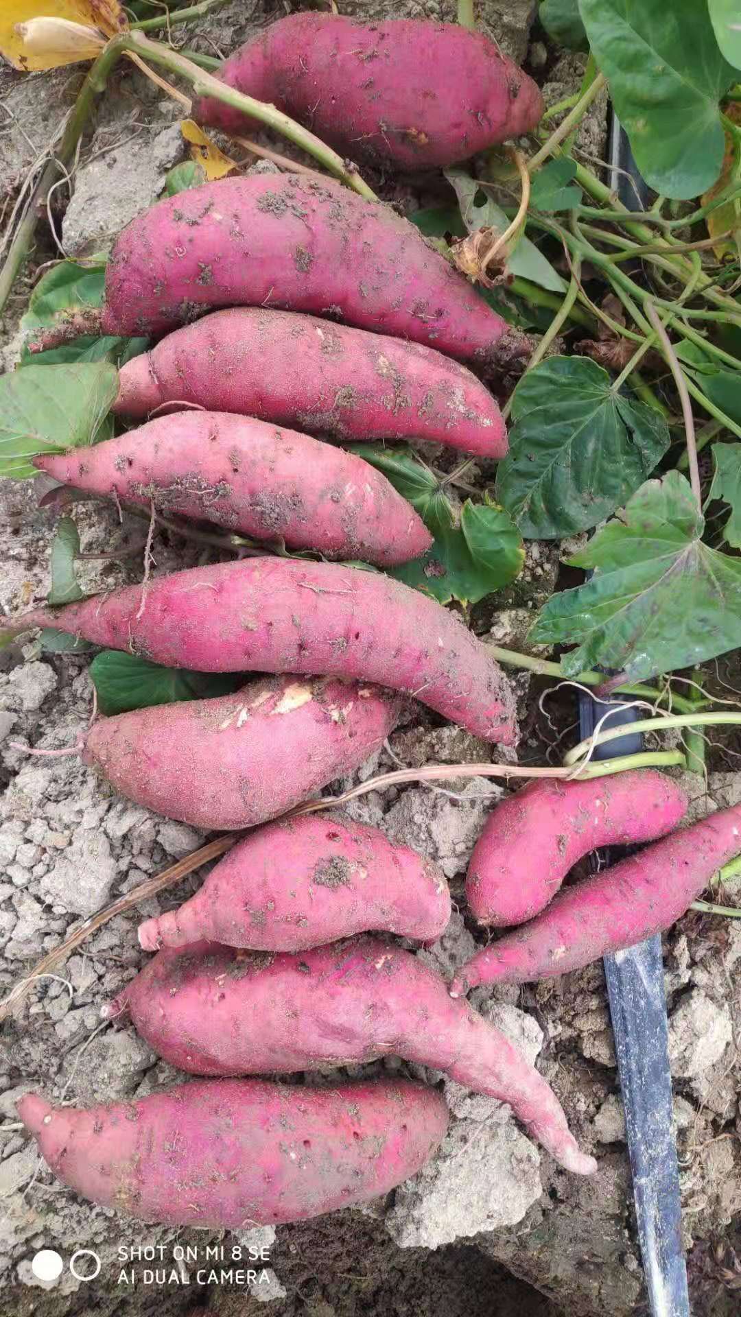 大叶红，西瓜红，精品沙地红薯，十五天后大量陆续上市，需要提前