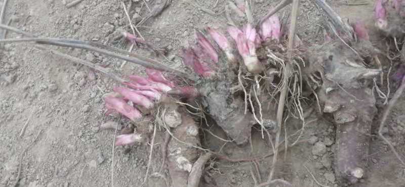 多花芍药  芍药花精品芍药花重瓣芍药花保证质量，尽快发货