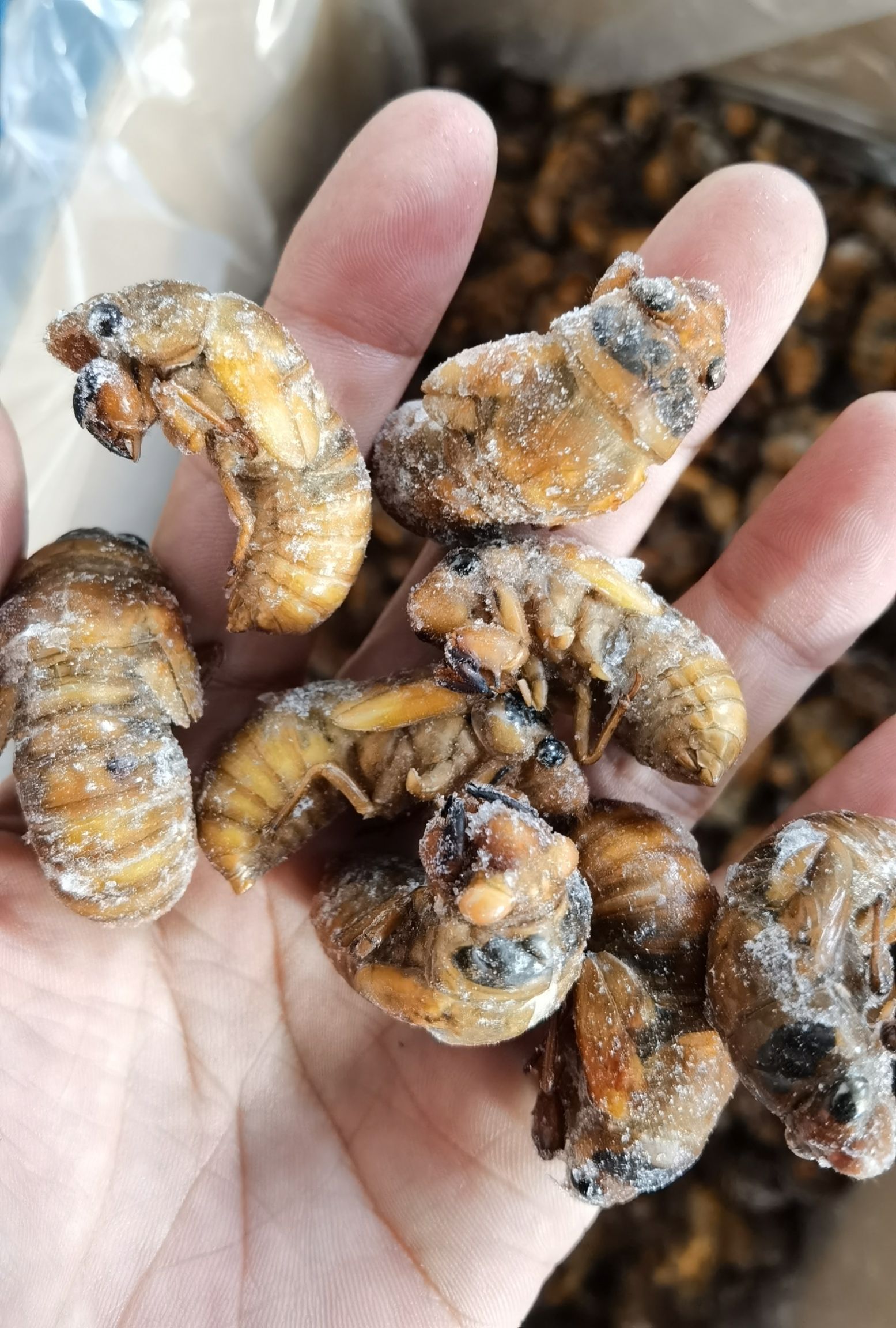 蝉蛹  黄金蝉，熟冻，质量好