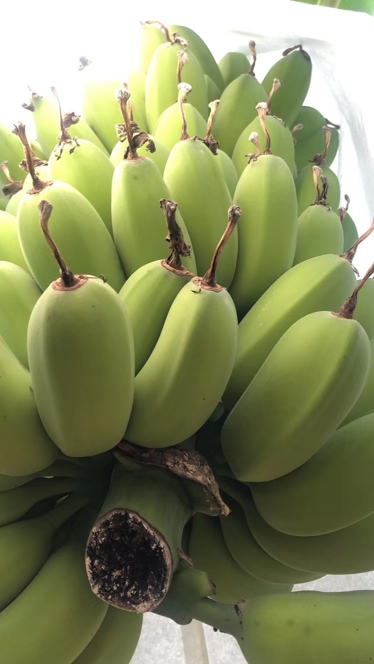  香蕉，苹果焦，粉焦