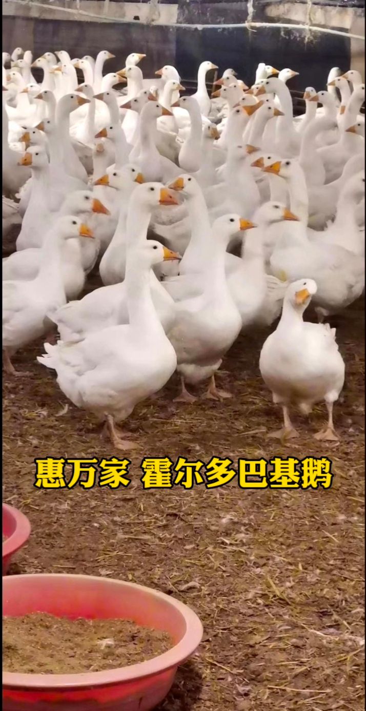 快长速白鹅苗 霍尔多巴基鹅苗 霍尔多巴吉鹅苗  包出壳疫苗